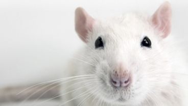 Las ratas tienen un privilegiado sentido del olfato