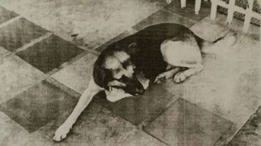 La foto del perro en el oficio que recibió la municipalidad.