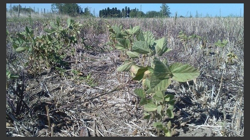 La sequía afectó a varias zona de la provincia.