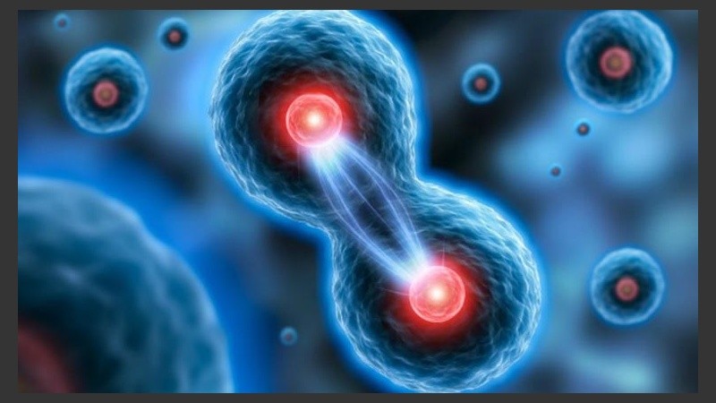 Hasta ahora las células B eran consideradas peligrosas para el organismo.