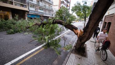 Complicaciones en Corrientes al 1800 por un árbol caído.