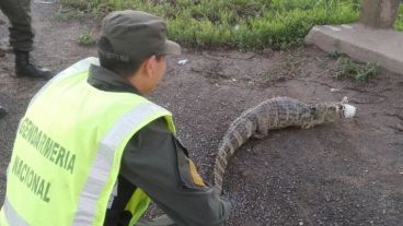 El yacaré rescatado por Gendarmería.