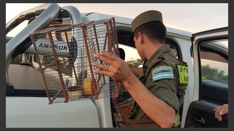 Las aves fueron rescatadas este sábado por Gendarmería.