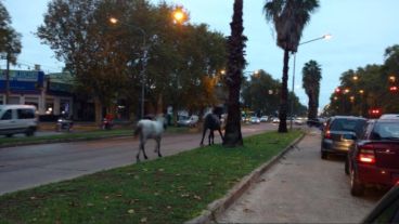 Caballos salvajes y al galope por zona norte.