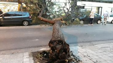 El árbol caído en Rioja al 2100.