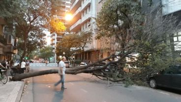 El árbol caído en Rioja al 2100.