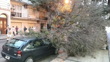 El árbol caído en Rioja al 2100.