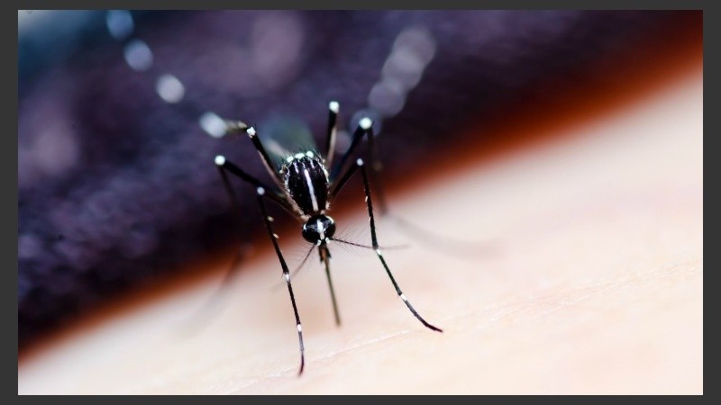 Expertos recomiendan esperar los resultados completos de la nueva vacuna contra el dengue.