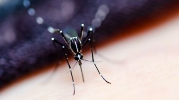A la fiebre amarilla la trasmite el aedes aegypti, mosquito que también contagia el dengue y el zika, entre otras enfermedades.