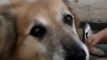 Chimbo fue adoptado en el Imusa.