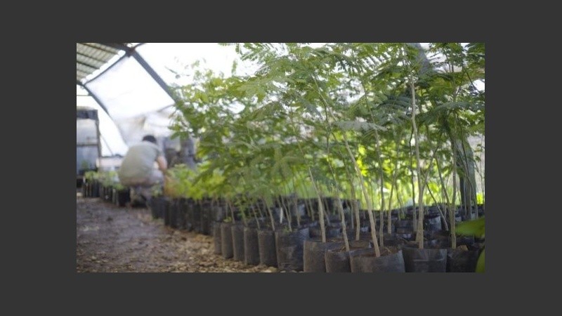 Los árboles crecen poco a poco en el Bosque de los Constituyentes. 