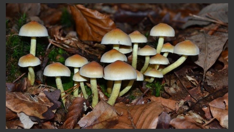 Hongos en el suelo y en la pared con esta humedad sostenida. 