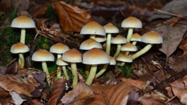 Hongos en el suelo y en la pared con esta humedad sostenida.