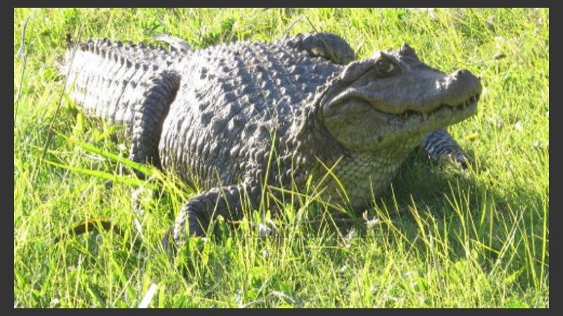 Un ejemplar bien santafesino. 