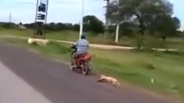 La perra fue rescatada por una ONG y se encuentra en adopción.