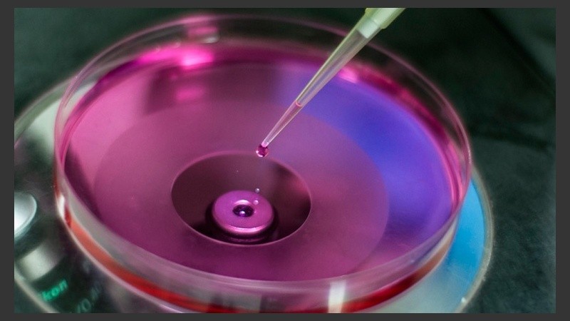 Las células madre pueden ser empleadas para crear órganos y tejidos sanos para reemplazar a aquellos deteriorados por una lesión o enfermedad o, simplemente, por el paso de los años.