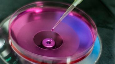 Las células madre pueden ser empleadas para crear órganos y tejidos sanos para reemplazar a aquellos deteriorados por una lesión o enfermedad o, simplemente, por el paso de los años.