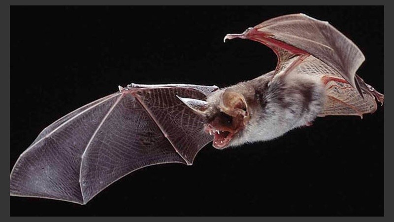 En el 2005 murieron 24 personas en la zona por mordeduras de murciélagos.