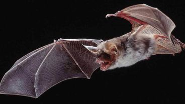 En el 2005 murieron 24 personas en la zona por mordeduras de murciélagos.