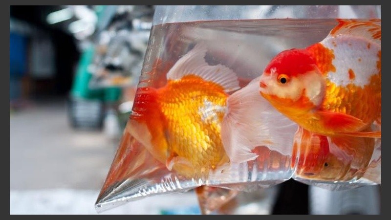 El hombre se llevó los peces y los preservó en una bolsa con agua. 