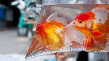 El hombre se llevó los peces y los preservó en una bolsa con agua.