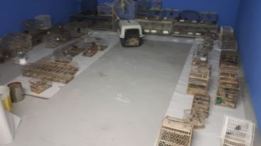 Las aves y tortugas eran llevadas desde Santa Fe a San Luis.