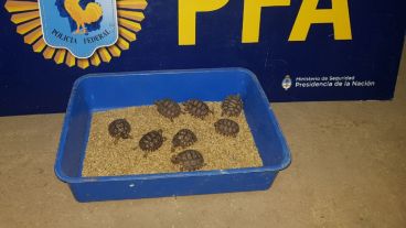 Las aves y tortugas eran llevadas desde Santa Fe a San Luis.