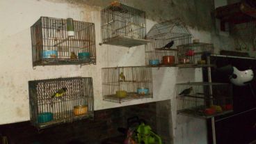 Las aves y tortugas eran llevadas desde Santa Fe a San Luis.