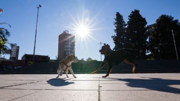Perros jugando al sol.