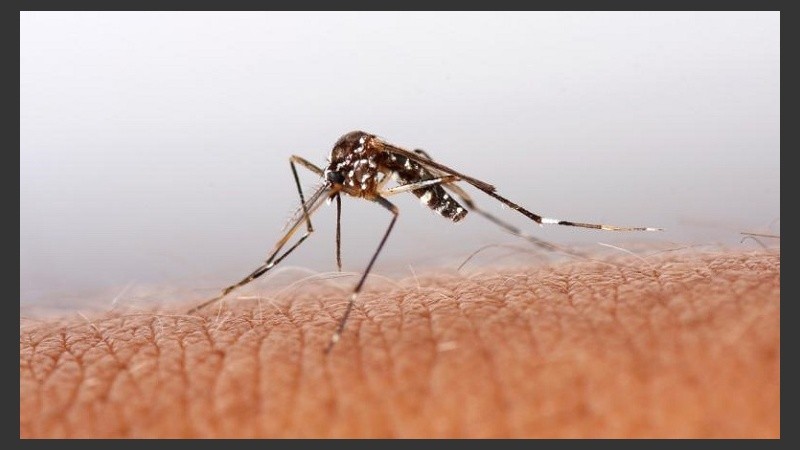 Los efectos de la interacción saliva de mosquito-sistema inmune humano duran más de una semana.