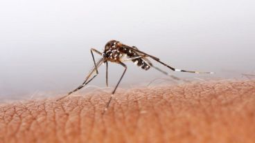 Los efectos de la interacción saliva de mosquito-sistema inmune humano duran más de una semana.