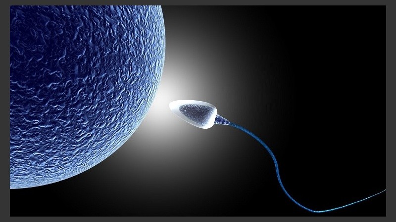 El “Sperm Motility Tracker” es capaz de detectar numerosas células en movimiento de manera simultánea.