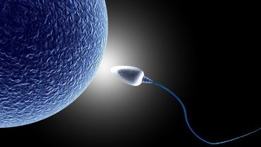 El “Sperm Motility Tracker” es capaz de detectar numerosas células en movimiento de manera simultánea.