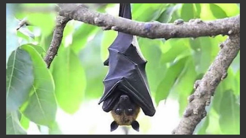 El vector que transmite el virus es el murciélago de la fruta.