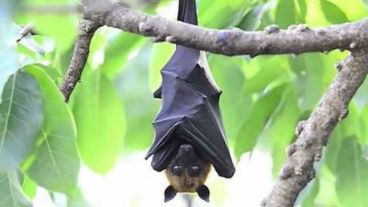 El vector que transmite el virus es el murciélago de la fruta.