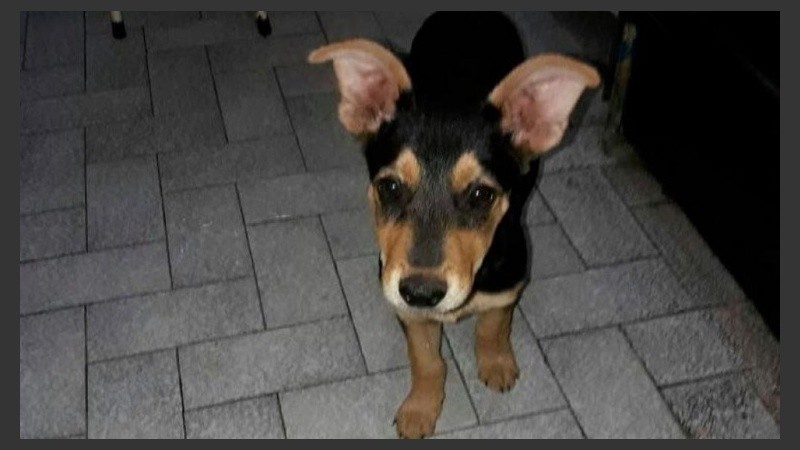 Kika, la perra asesinada.