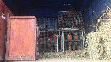 Algunas de las aves decomisadas en Roldán.