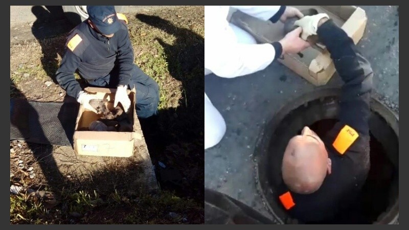 Los agentes sacaron a la pitbull y sus cachorritos del drenaje.