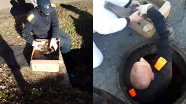 Los agentes sacaron a la pitbull y sus cachorritos del drenaje.