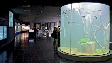 El acuario vuelve a abrir sus puertas.