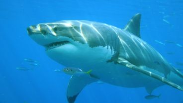 Los guardavidas advirtieron al joven sobre los riesgos de bañarse en la zona de alerta de tiburones.