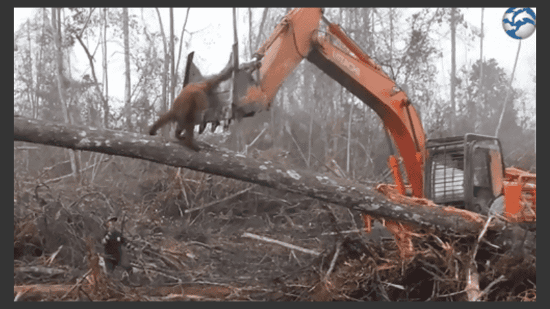 El momento en el que el orangután enfrenta la máquina.