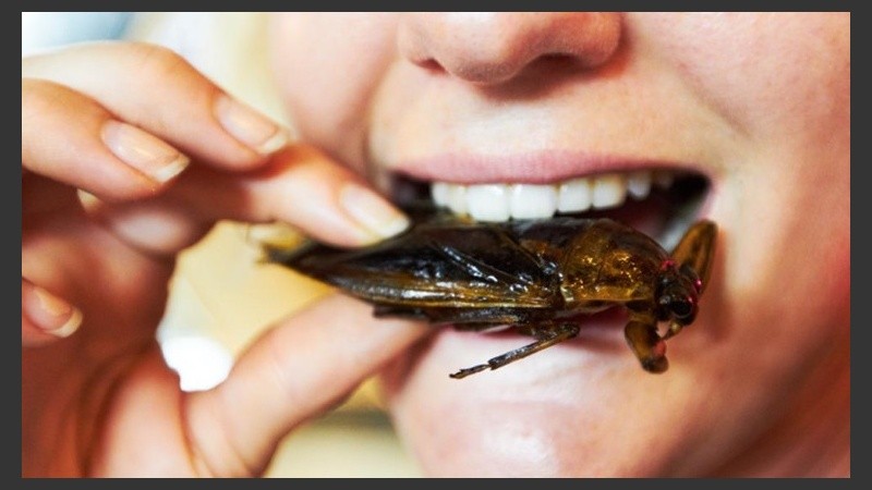 Los insectos se han comido en buena parte del mundo durante mucho tiempo por sus beneficios.