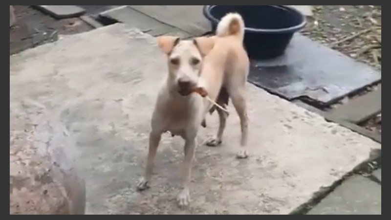 ¿A quién le llevó la comida?