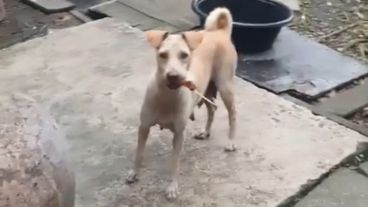 ¿A quién le llevó la comida?