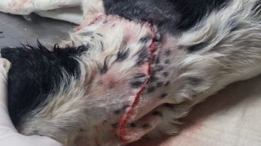 La herida ya cosida en la veterinaria.