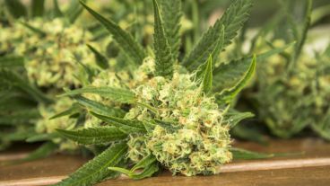 Pedido para poder plantar.