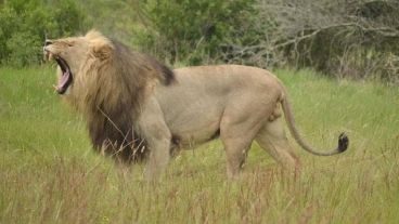 Los leones son los "vigilantes" de la reserva.