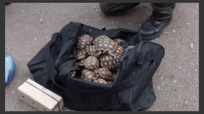 Las tortugas eran trasladadas en el camión.