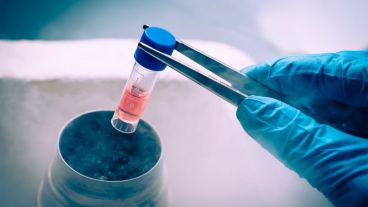 Un sistema controlado por computadora controla el grado de congelación del vapor del nitrógeno para evitar el deterioro de la célula.